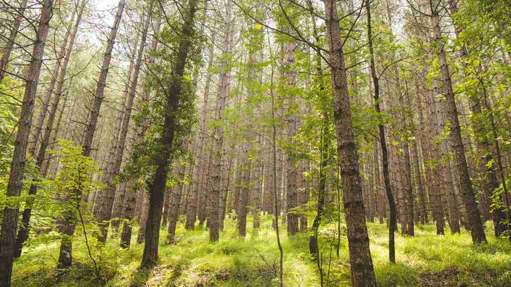 ama_portfolio_innovazione_servizi-ecosistemici-aree-montane