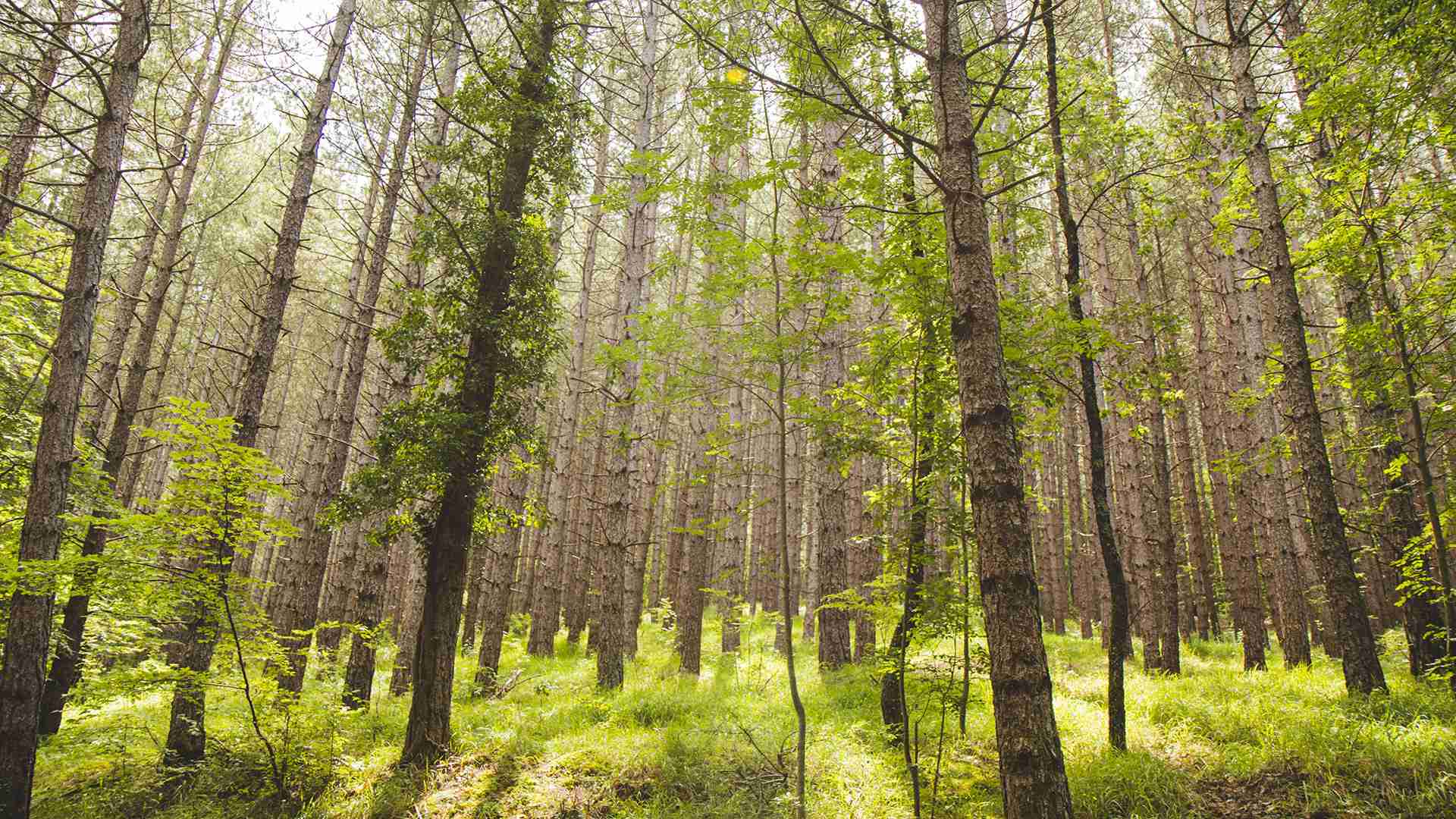 ama_portfolio_innovazione_servizi-ecosistemici-aree-montane