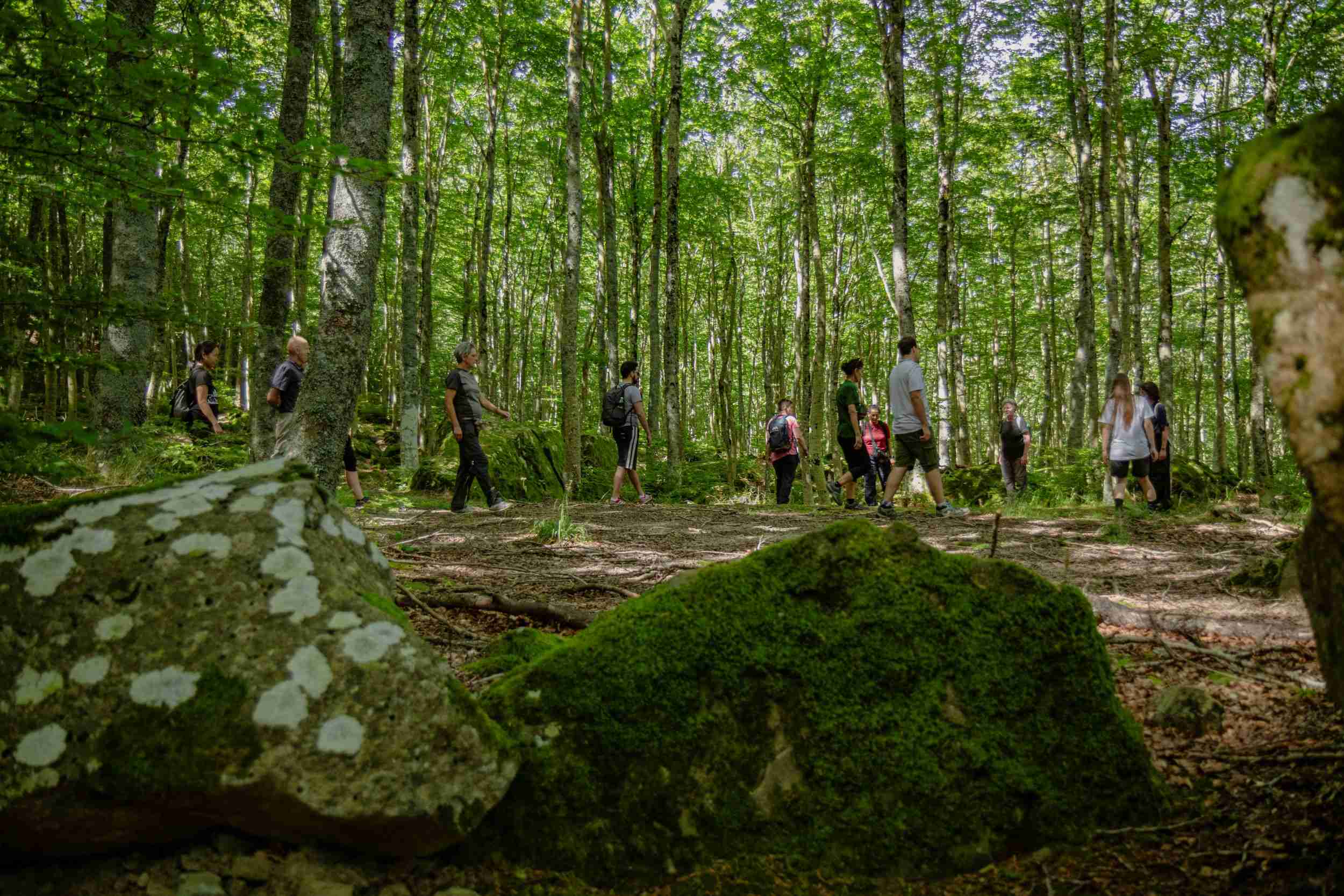 Un gruppo di partecipanti a una sessione di terapia forestale del progetto For.Sa